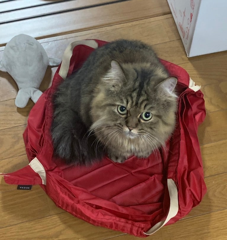 望月さんの愛猫・レオくん。