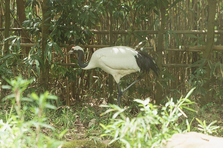 タンチョウ。成鳥は頭頂部に羽毛が生えておらず、赤い(丹色)皮膚が見えています。そのため「丹頂(タンチョウ)」と名付けられたそう。日本の特別天然記念物に指定されています。