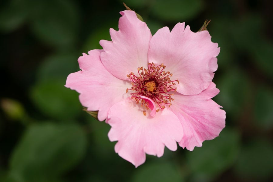デンティ・ベス(1925イギリス)。つぼみは濃いめのピンク色。咲き進むと淡いピンクの一重咲きに。