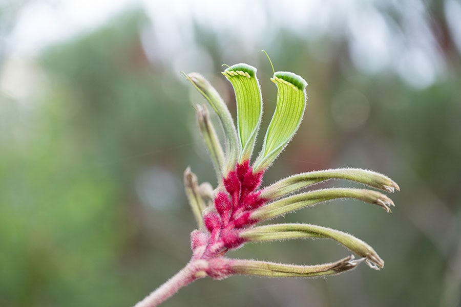 西オーストラリア州の花「カンガルーポー」。