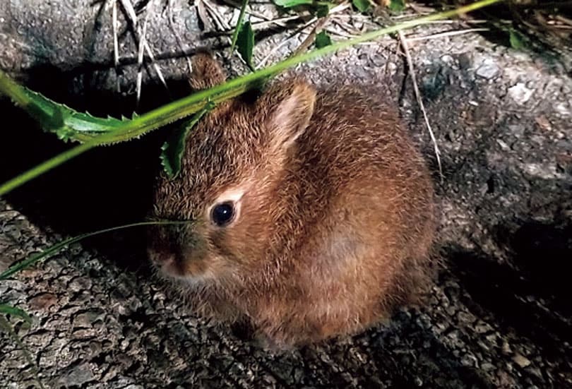夜行性で日中はなかなか姿を見せないサドノウサギ。