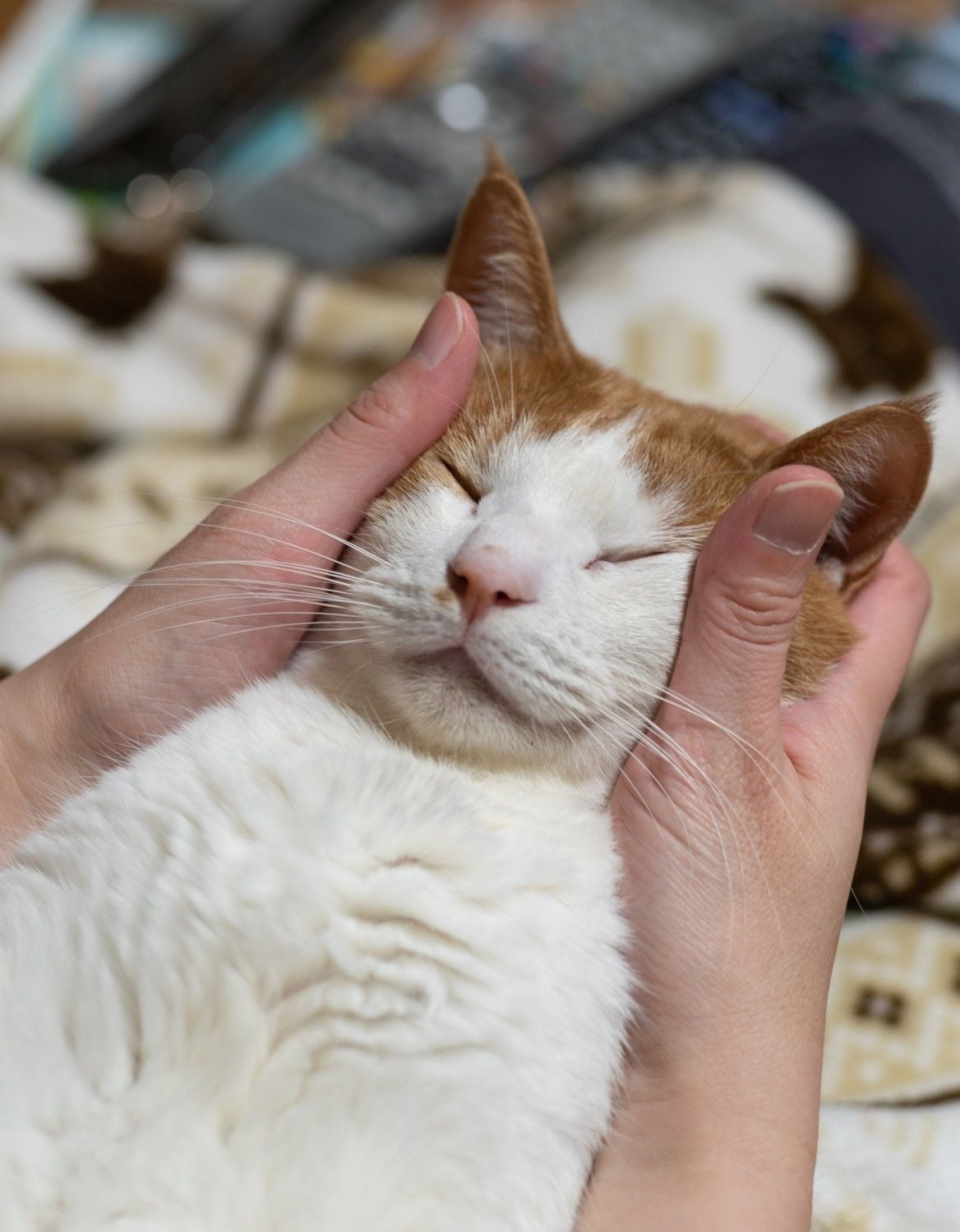 「もふもふ」される猫（イメージ）