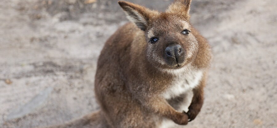 コールス・ベイのワラビー。photo:Tourism Australia