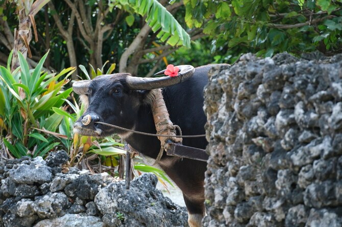 2ページ目)【内田也哉子さんの“センス・オブ・ワンダー”な旅】木造帆船