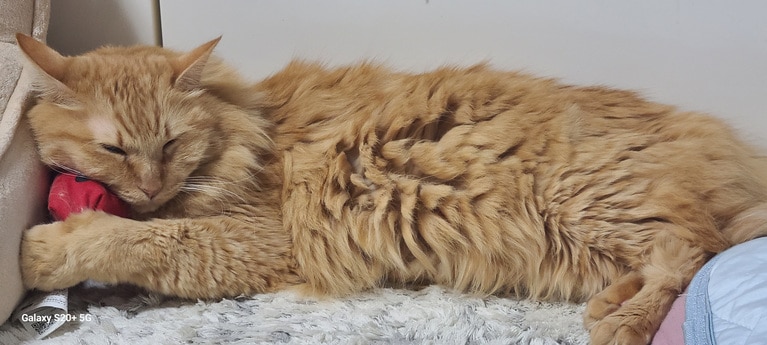 やまと君 ♂ 6歳。「お気に入りのおもちゃを枕にして寝ている姿がかわいかったので」（飼い主さんより）。