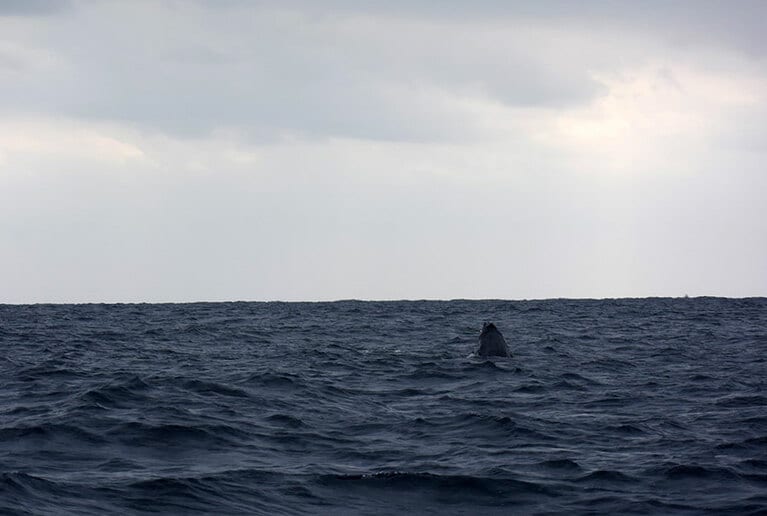 沖永良部島では姿をウォッチングすることはできたけれど……。