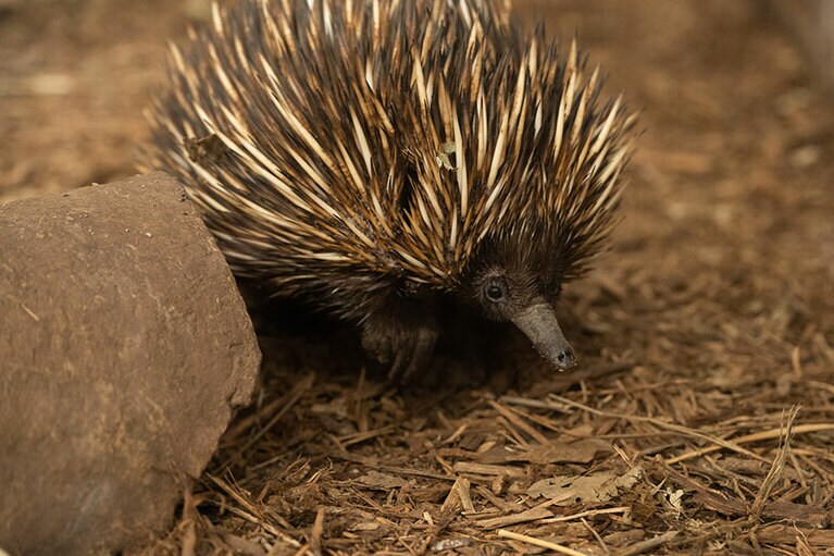 つぶらな瞳もキュート。