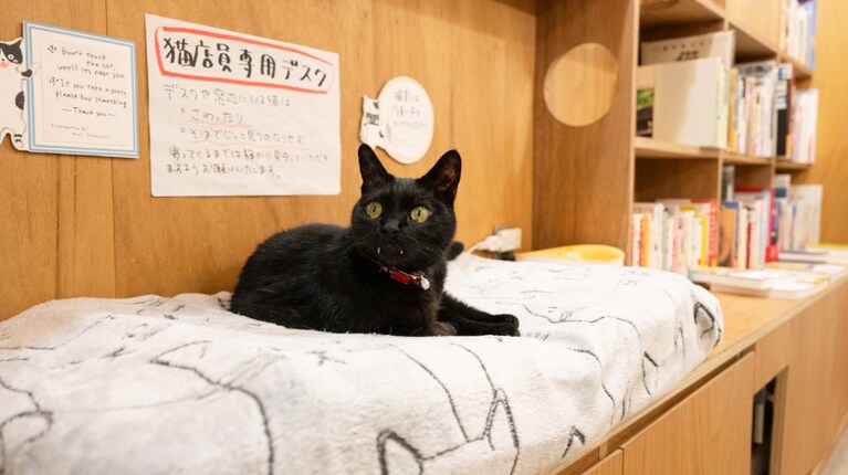 接客上手な黒猫・さつき9歳。