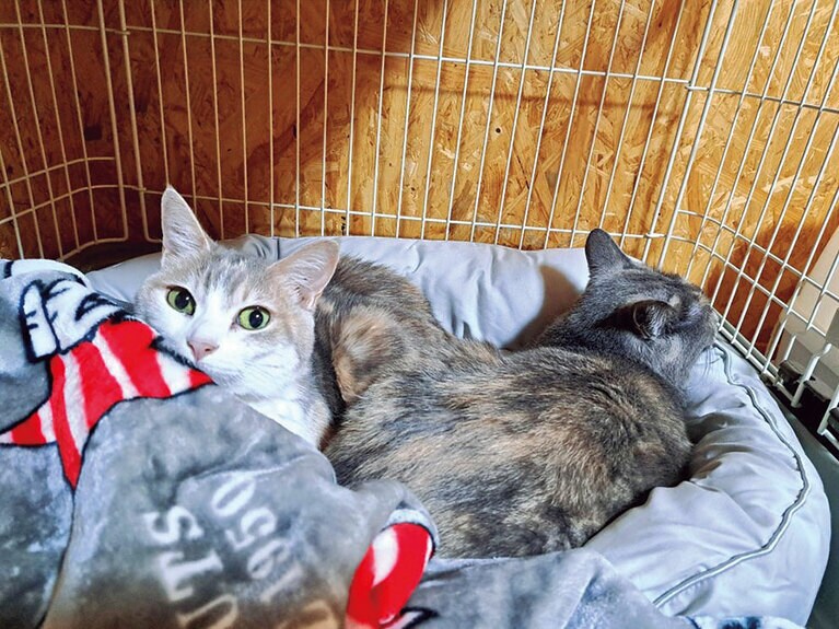 ほかの猫とお昼寝するあずきちゃん。