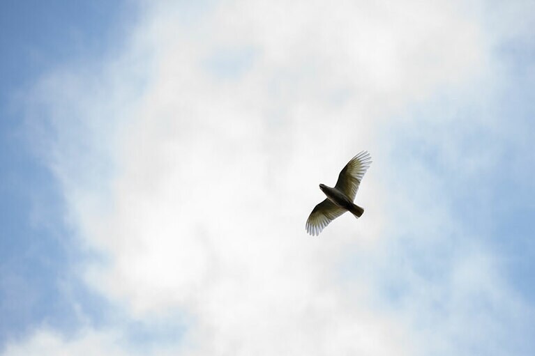 もちろん天高く飛ぶ鳥も。