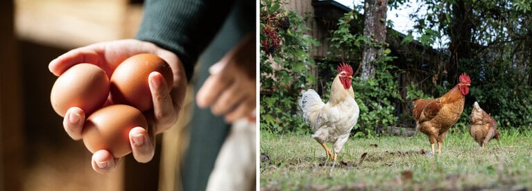 放し飼いの雌鳥が毎朝産む15個の卵を使用。