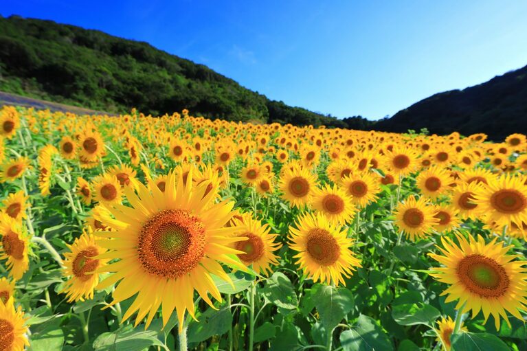 志摩市観光農園のヒマワリ。