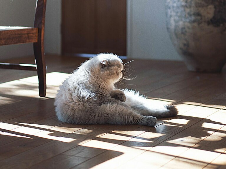 美しい家具に囲まれて暮らす猫たち。