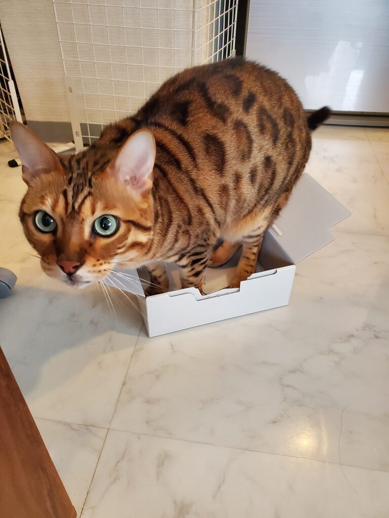 虎龍（こたつ） ♂ 6歳4カ月。ダンボール大好きこたつくん。どこまで小さな箱に入れるか挑戦中（おコタさん）