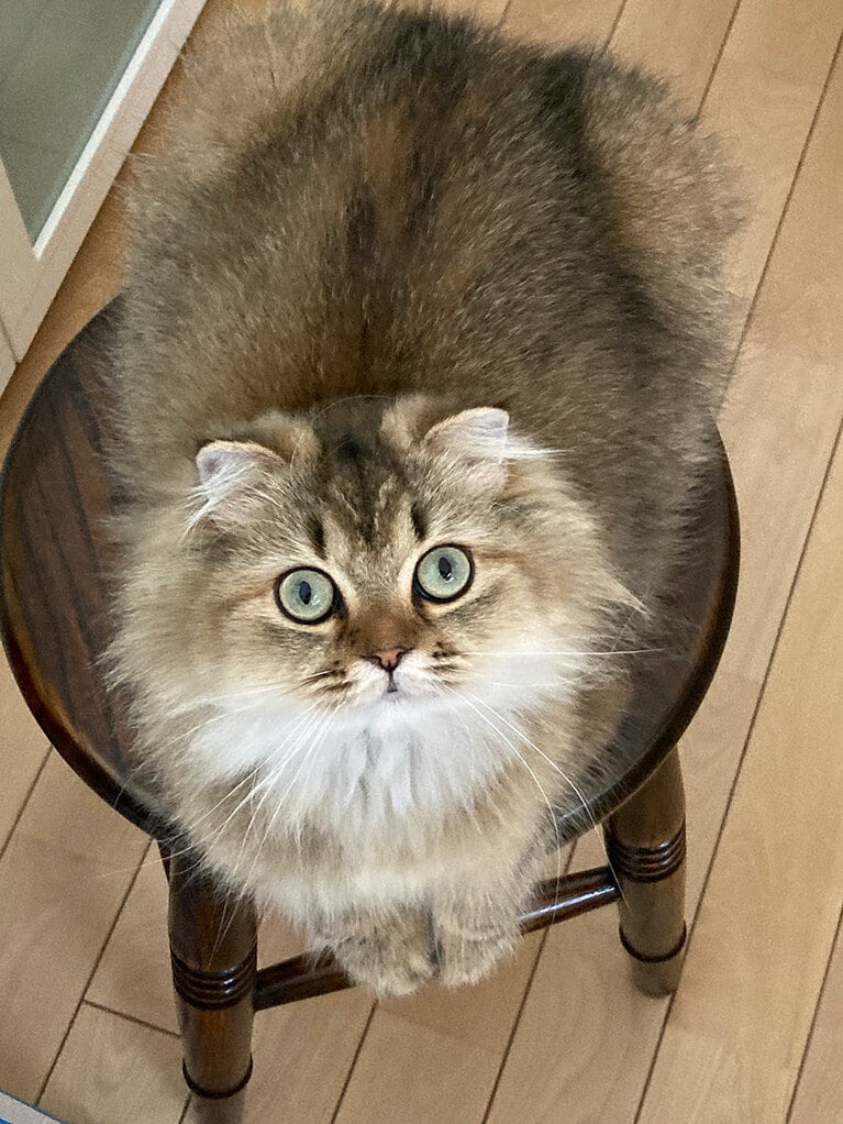 マリー メス 1歳。チャームポイントは小さい耳とグリーンの丸い目です（まりらぶさん）。