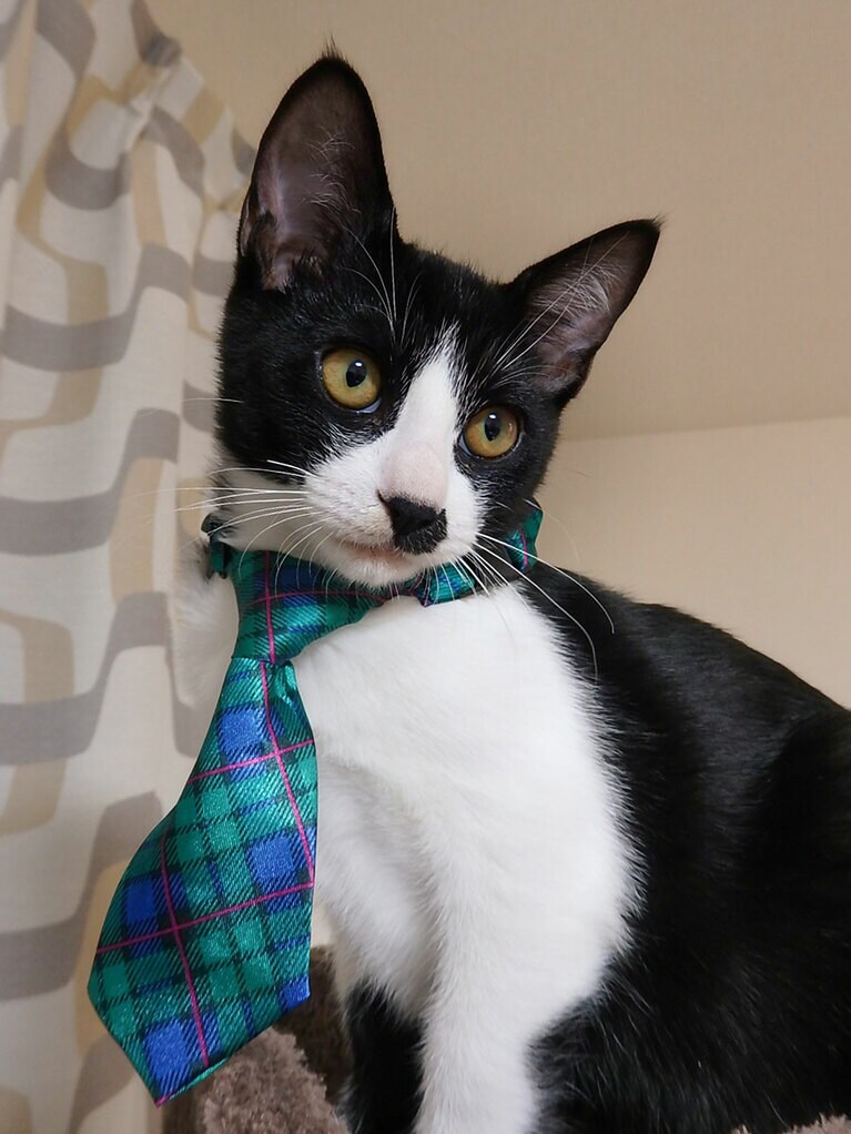 chic（シック） ♂ 1歳。猫用ネクタイを付けてみたら、まるで新入社員のように、ポーズを決めてくれたシック。好奇心旺盛でやんちゃな男の子。シックがいると家族がみんな笑顔になれるよ。いつもありがとう。