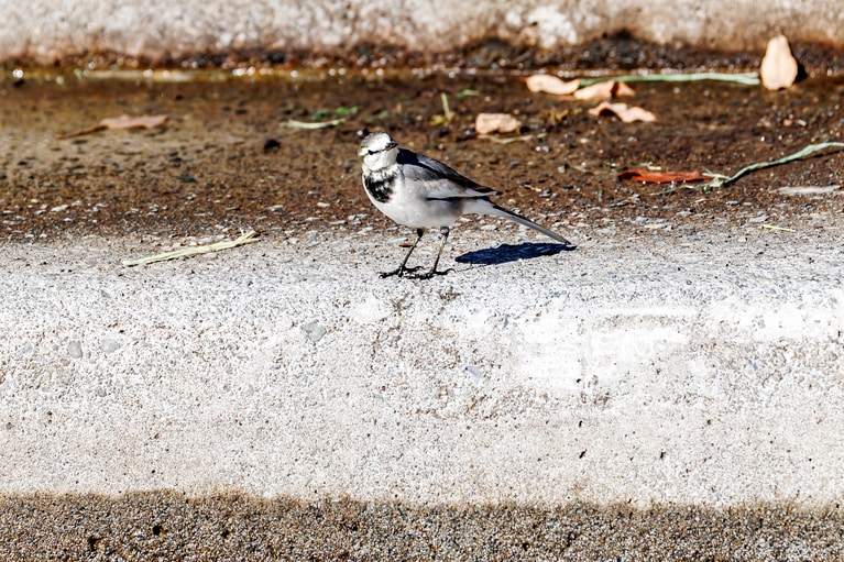 ビクラムの展示場に遊びに来ていたハクセキレイ。