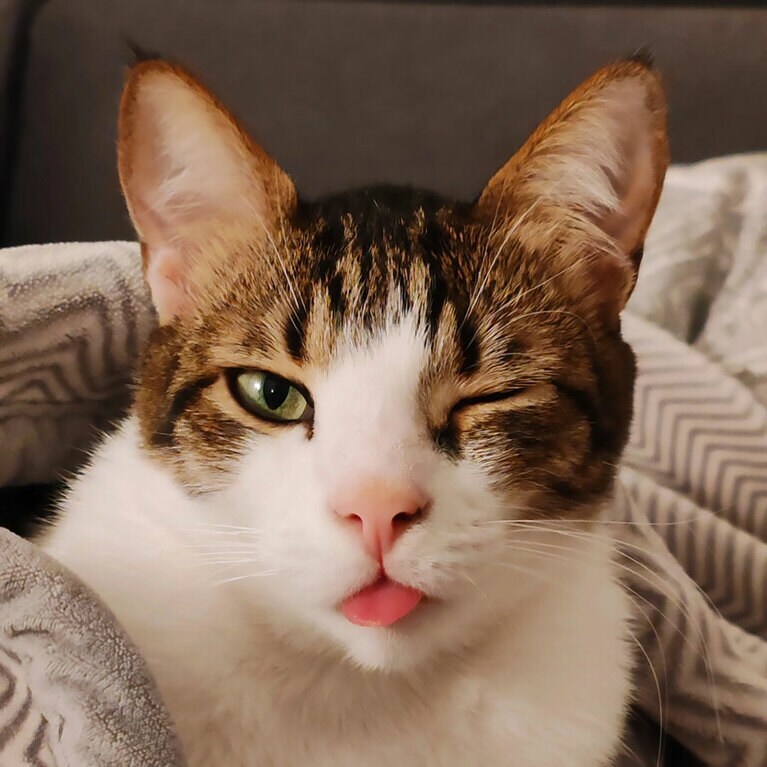 ヤーデ ♂ 3歳。うちの猫は、生まれつき歯周病で2歳の時に18本の歯を全て抜歯して歯のない猫になりました。それ以降、ふとした瞬間にいつも舌が出るようになりました。それが可愛いくて、舌が出ているといつもカメラを向けています。今回、偶然、シャッターを押したタイミングでウインクをしてくれました。まるで、「てへっ！」と言っているようで、私の愛猫の奇跡の一枚となりました（ルーシーさん）