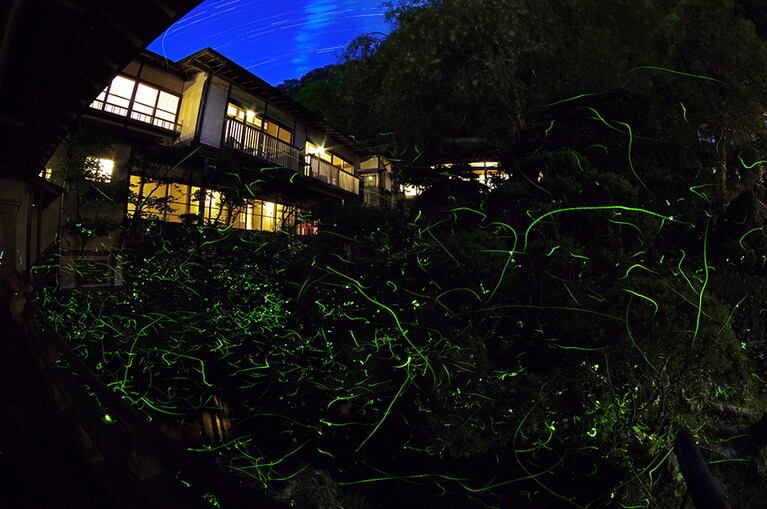 会津東山温泉 向瀧［福島／会津東山温泉］庭園 ホタル。