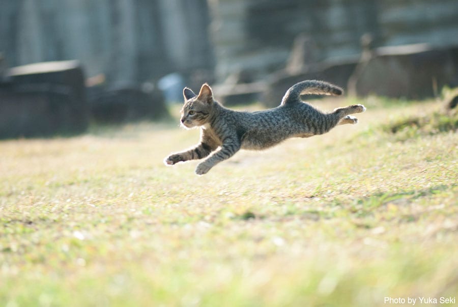 【スーパーキャッツ篇】アンコールワットの子猫ちゃん。2008年1月、カンボジアで撮影。
