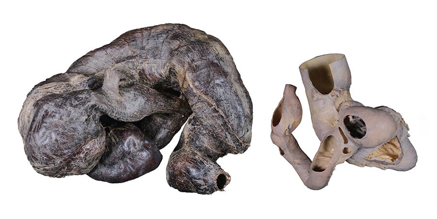 カバとハンドウイルカの複胃（国立科学博物館所蔵）