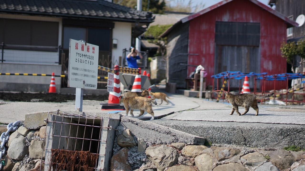 船を降りるとすぐに猫の姿が見える