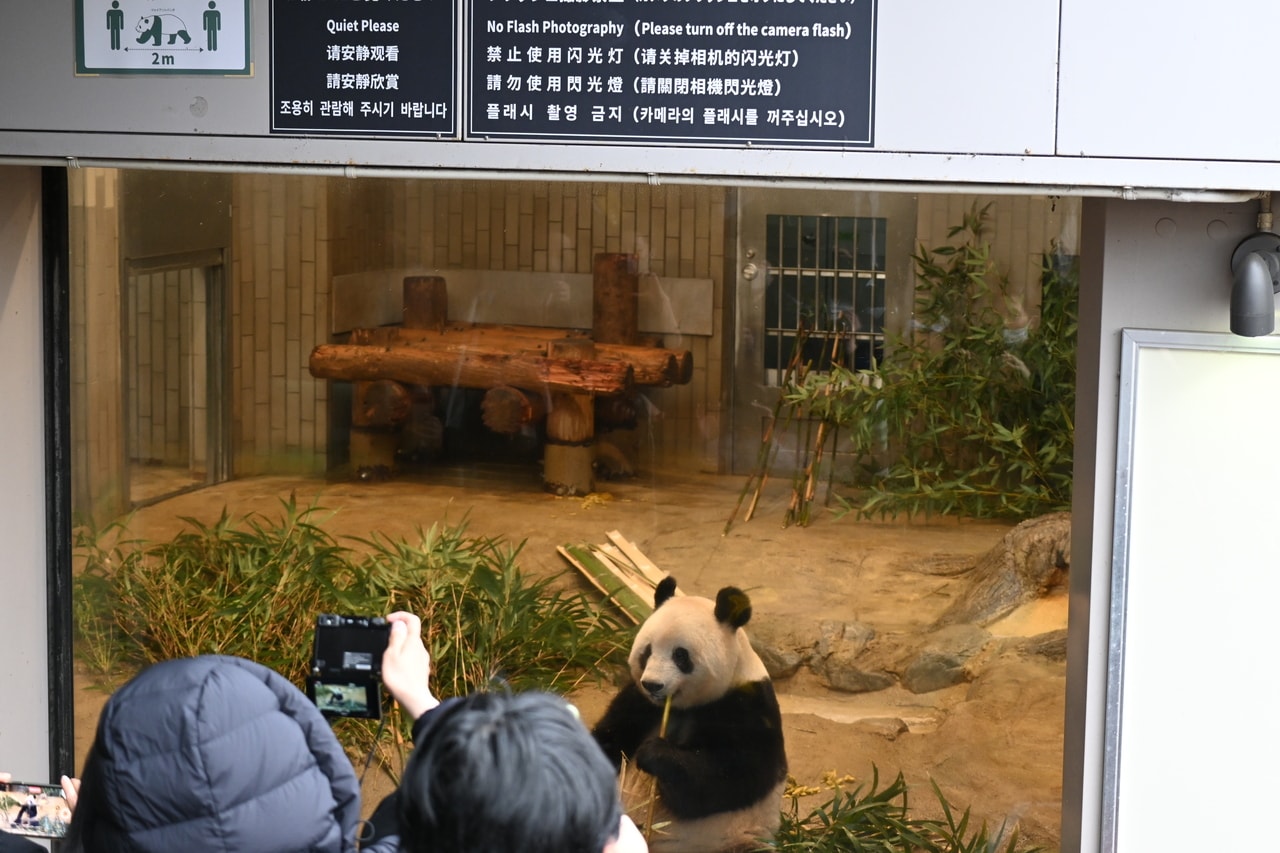 上野動物園での最終公開日のシャンシャン（2023年2月19日、筆者撮影）