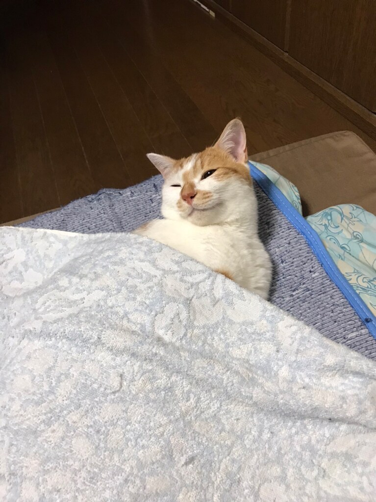 メル♂1歳。元保護猫でお客さんが来ると猛ダッシュで逃げてしまうけど、家族には甘えんぼちゃんです。