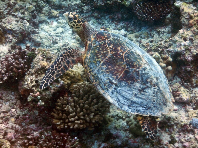 スノーケリングツアーではウミガメとたびたび遭遇。