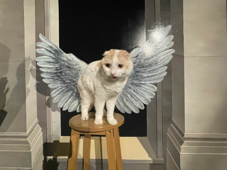 碧 ♂ 2歳。那須のトリックアートに行った時に撮りました。野菜好きの甘えん坊くんです！（TOTOさん）