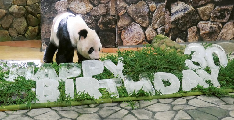 繁殖研究の一環で、永明は2023年2月22日、娘で8歳の双子の桜浜・桃浜とともに中国・成都へ。