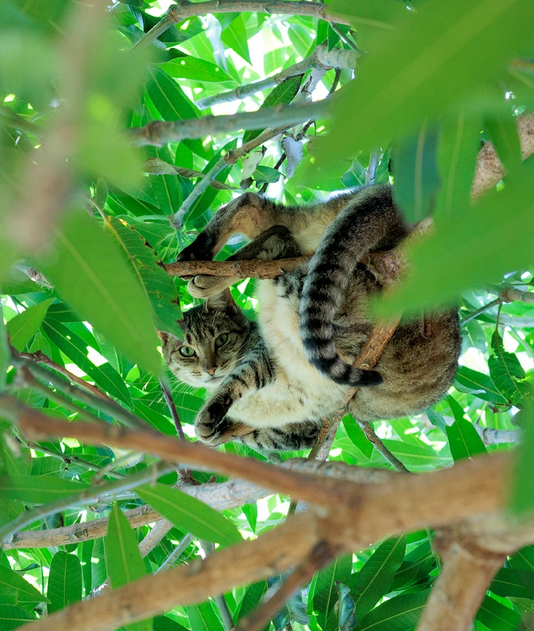 こちらは、シャイな猫ばかりを集めたコーナー。蛇のごとく枝に絡まる様子が愛おしい。