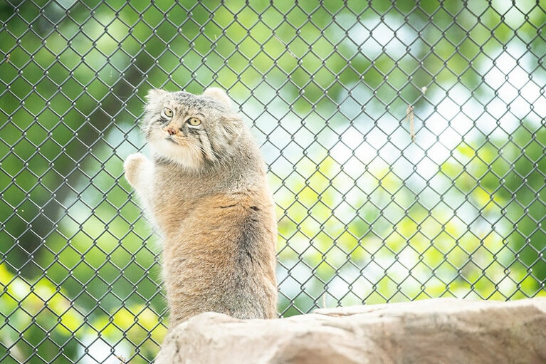 動物園では昼間も活動的だが本来は夜行性。