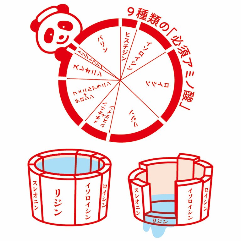 右の桶は、「小麦」の必須アミノ酸の比率を表しています。（出典：FAO／WHO／UNU_2007年）