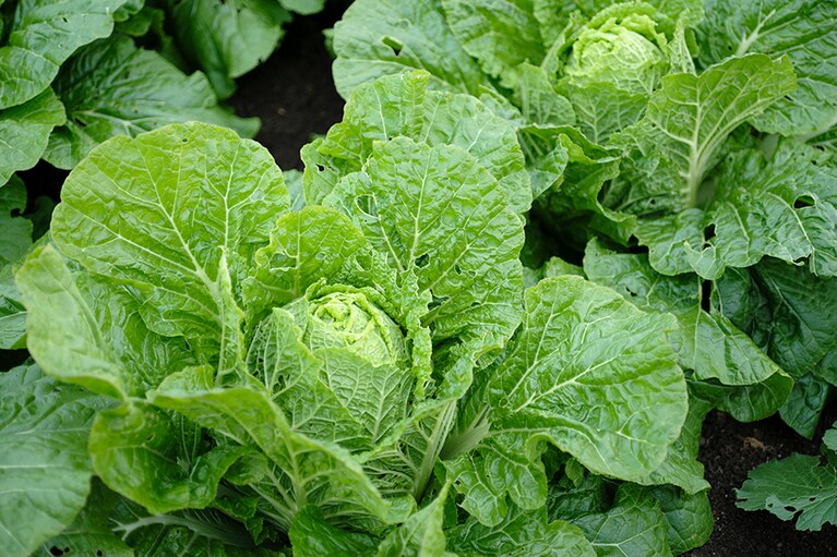 東北の冬の寒さにあたってぐんぐん甘みを増す白菜など、葉野菜のおいしさは特筆もの。