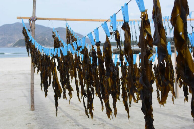 春先にはわかめを干す風景も。