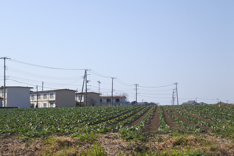 車窓を流れるのは、広大なキャベツ畑。