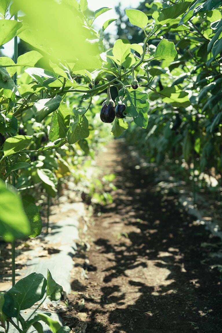 畑でひょっこりとなっている作物を見ると思わず笑顔がこぼれます。