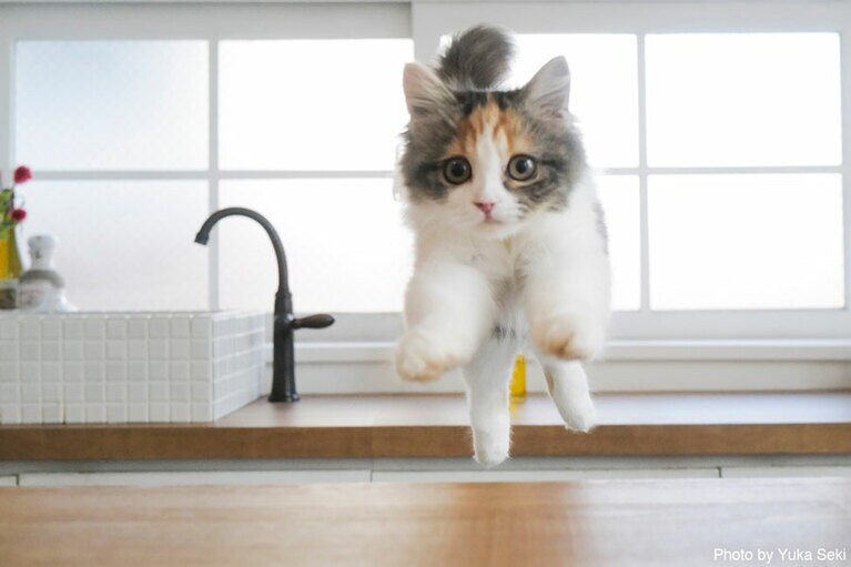 めちゃ驚き顔の子猫ちゃん。2021年7月、東京で撮影。