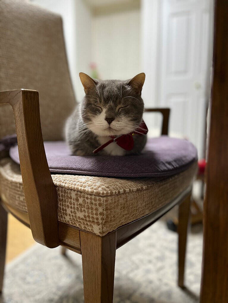 ティモシー ♂ 14歳。普段のワイルドなキャラから想像つかない寝顔が撮れました!!