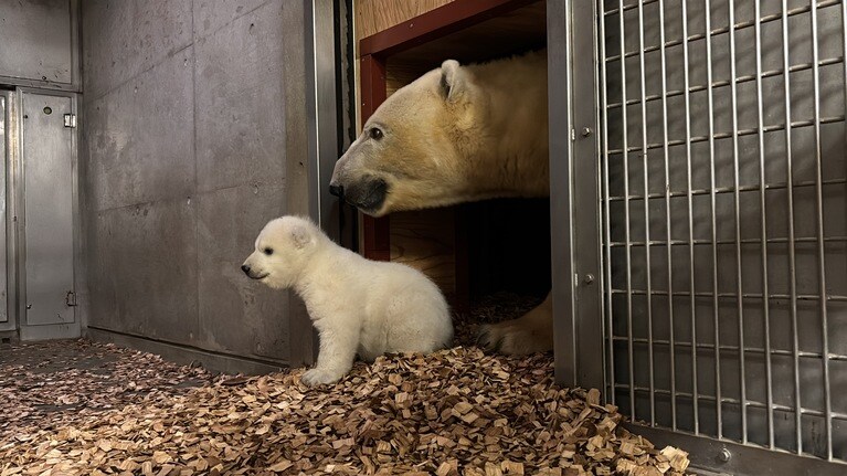 生後72日のライ。ぬいぐるみのような愛らしさ／写真提供＝ズーラシア