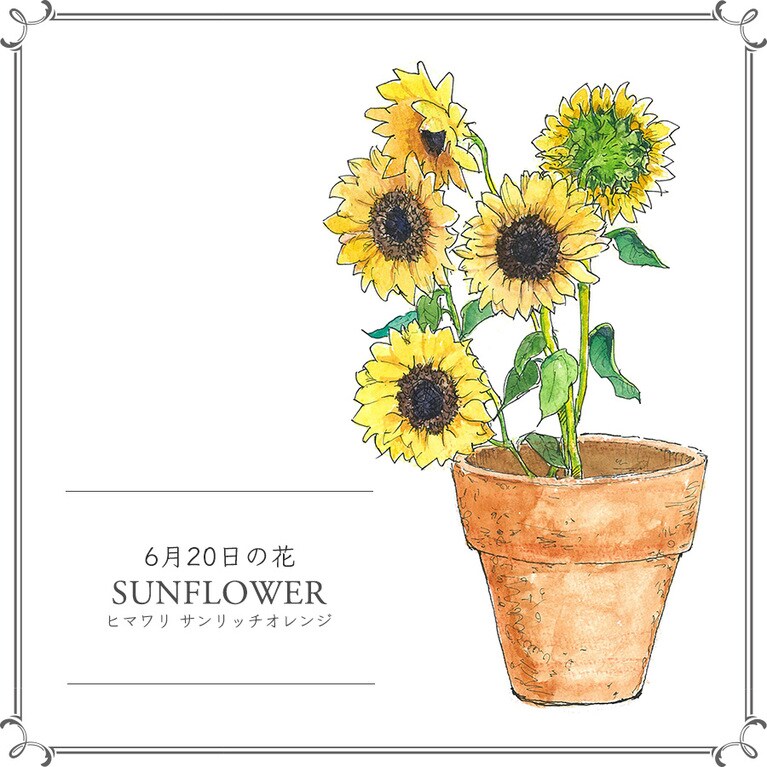 【6月20日の花】ヒマワリ「サンリッチオレンジ」