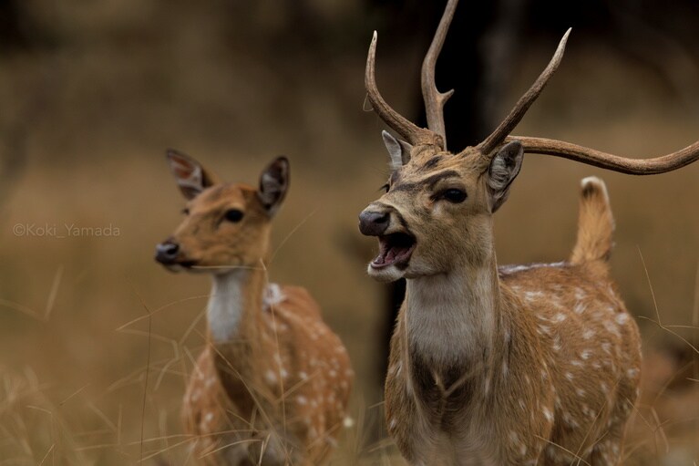 さまざまな野生動物が生息するジャングル。すべての要素が有機的に関係してこそ、その豊かな生態系は成立するのだ。©Koki Yamada