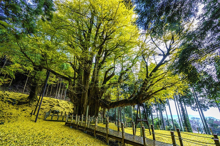 菩提寺。