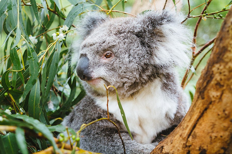 コアラもすぐそばで見ることが可能。毎日指定の時間になると、飼育員が人気の動物たちのユニークな生活や習性をガイドしてくれる。
