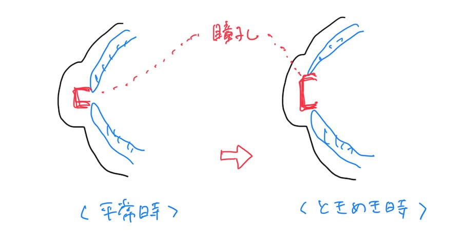 「瞳孔が開く」とは、虹彩が縮んで光を取り入れやすくなった状態のこと。