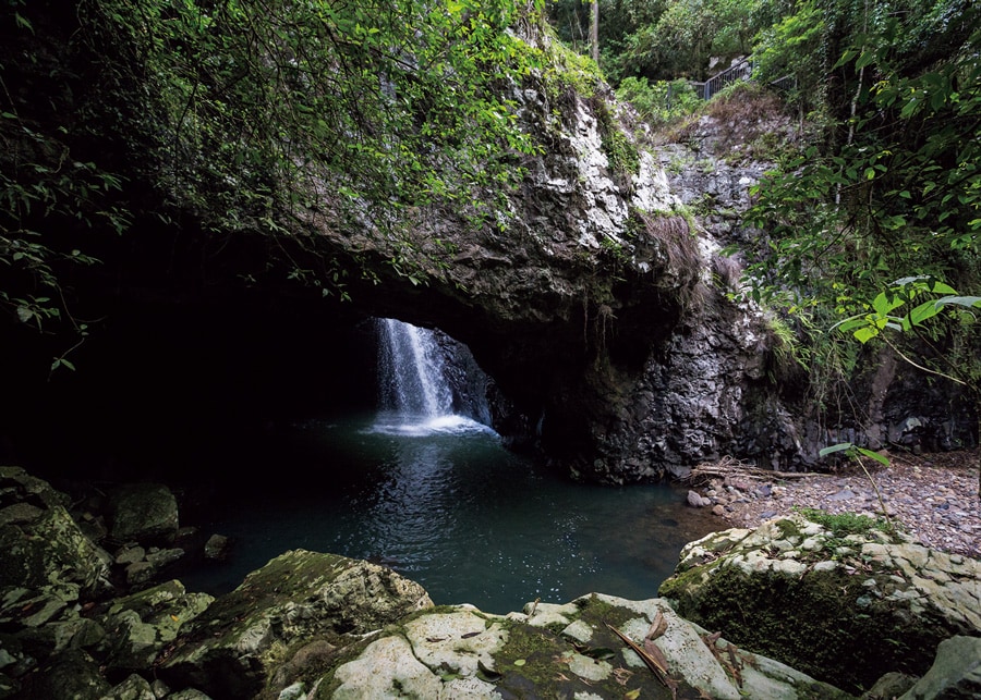 オーストラリアのゴンドワナ雨林🄫Tourism and Events Queensland