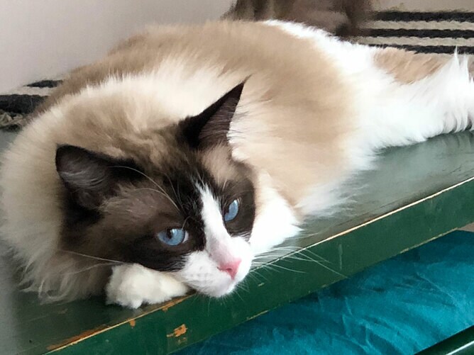 22個限定生産】AMPP900 ねこの日 猫の日 限定モデル CATEYE