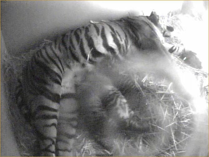 授乳中の様子。2023年12月4日撮影/写真提供=公益財団法人 東京動物園協会