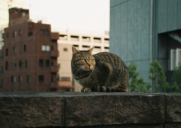 田中さん撮影の地域猫。